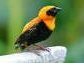 Orange Weaver finch image